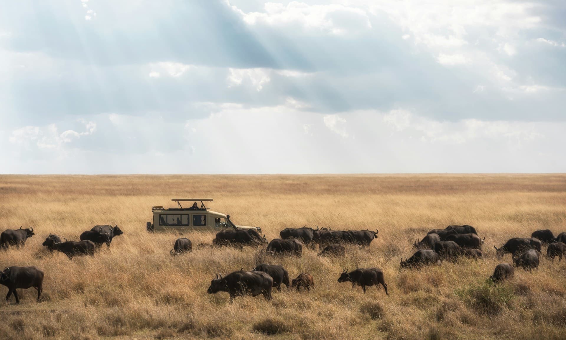 Serengeti Migration